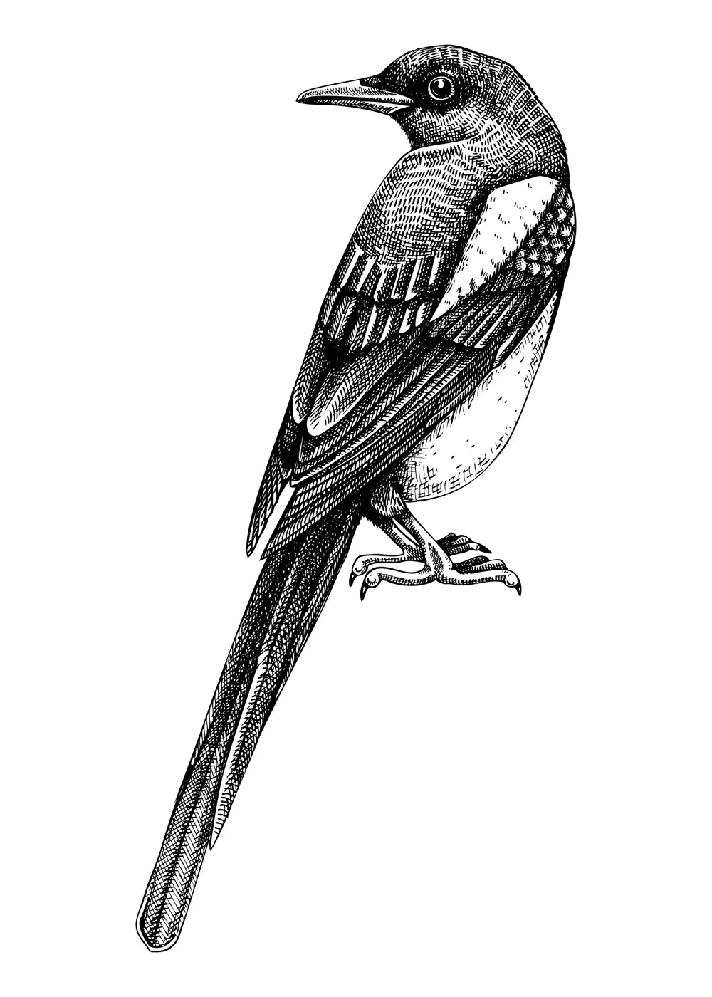 Magpie vector sketch. Hand drawn wildlife illustration in engraved style. Large black and white bird isolated on white background. Detailed animal drawing for print, poster, card, cover. Illustration